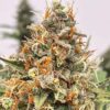 Mendo Butter - Feminiserede skunkfrø | Atlas seed