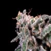 Kombucha Cream - 5 stk. Feminiserede skunkfrø | Atlas seed