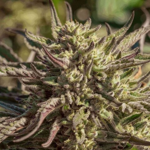 Space Panda - Feminiserede skunkfrø | Atlas seed