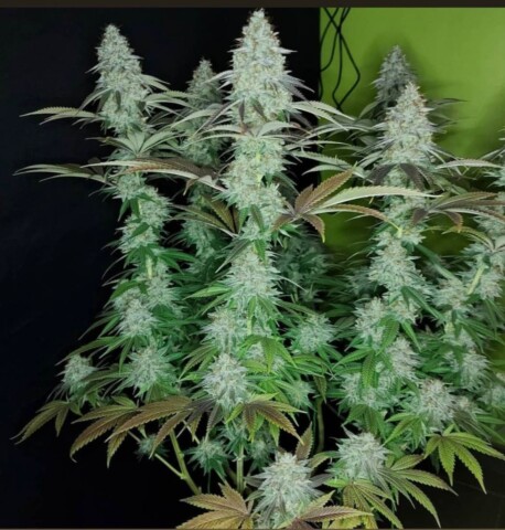 818 Headband - Feminiserede skunkfrø | Cali Connection