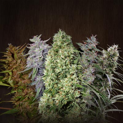 Ace Mix - Feminiserede skunkfrø | Ace seeds