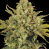 Chronic CBD - Feminiserede skunkfrø | Serious Seeds