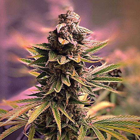 Purple Star CBD Auto - Medicinske skunkfrø | Atlas seed