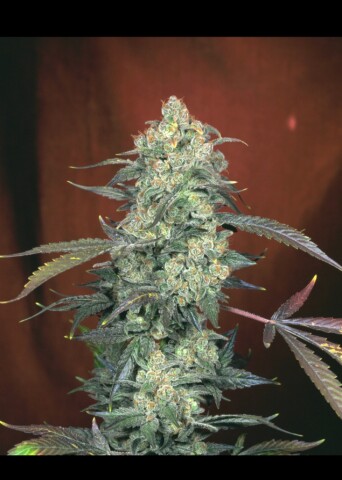 AK 47 - Autoblomstrende skunkfrø | Serious Seeds