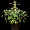 AK 47 - Feminiserede skunkfrø | Serious Seeds