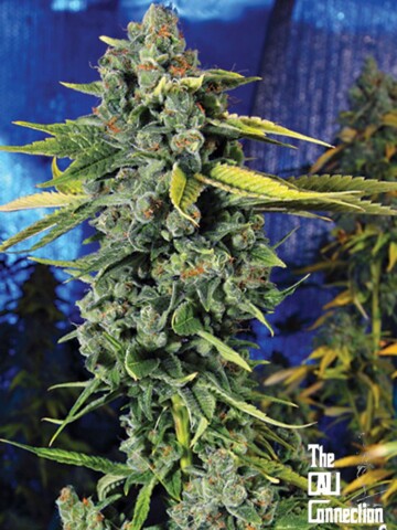 Blue Dream - Feminiserede skunkfrø | Cali Connection