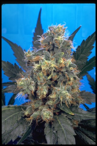 Bubble Gum - Feminiserede skunkfrø | Serious Seeds