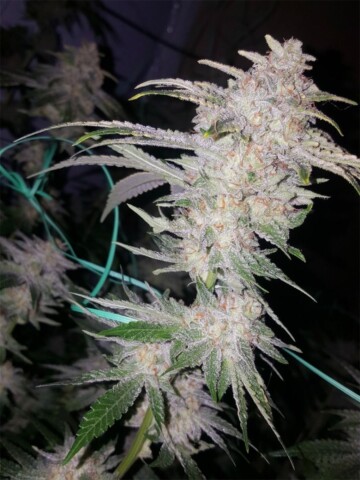Buddha Tahoe OG - Feminiserede skunkfrø | Cali Connection