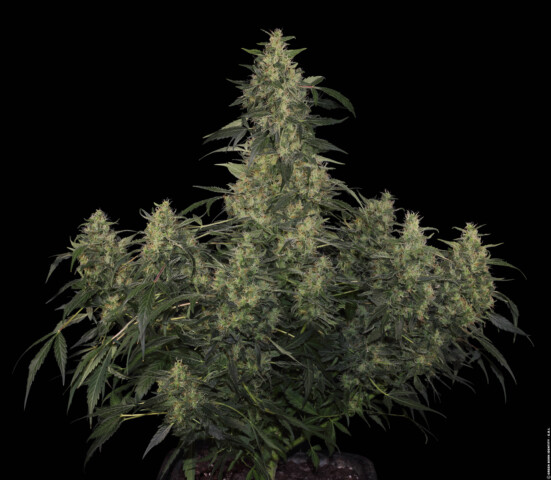 Warlock CBD - Feminiserede skunkfrø | Serious Seeds
