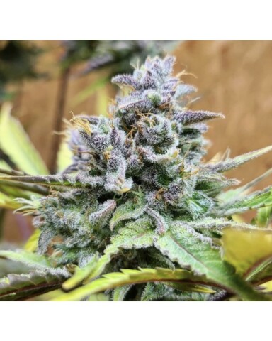Girl Scout Cookies - Autoblomstrende skunkfrø | Cali Connection