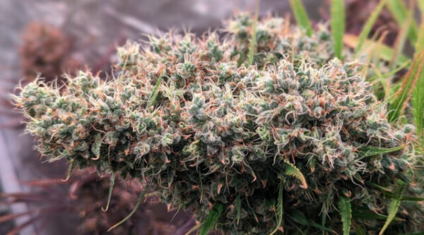 Golden Tiger - Femniniserede skunkfrø | Ace seeds - Image 2