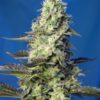Green Poison XL - Autoblomstrende skunkfrø | Sweet Seeds