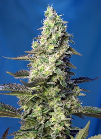 Green Poison XL - Autoblomstrende skunkfrø | Sweet Seeds
