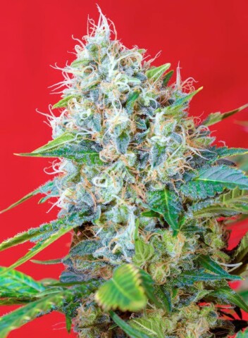 Green Poison - Feminiserede skunkfrø | Sweet Seeds