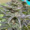 Girl Scout Cookies - Feminiserede skunkfrø | Cali Connection