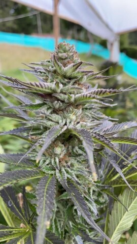 Girl Scout Cookies - Feminiserede skunkfrø | Cali Connection