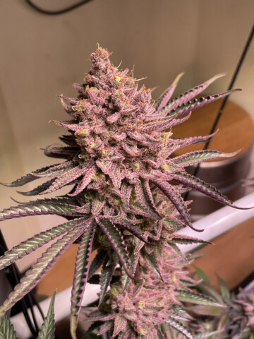 Seriotica - Feminiserede skunkfrø | Serious Seeds