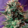 Jack 47 - Feminiserede skunkfrø | Sweet Seeds