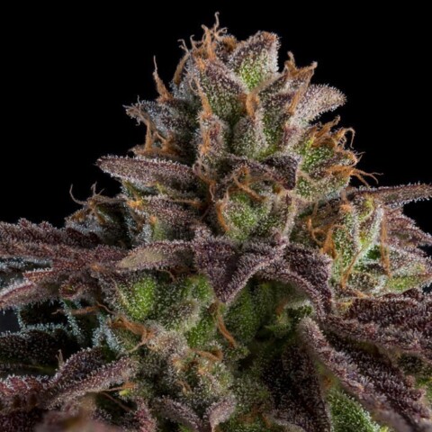 Kmintz - Autoblomstrende skunkfrø | Ripper Seeds