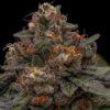 Korenji - Feminiserede skunkfrø | Ripper Seeds