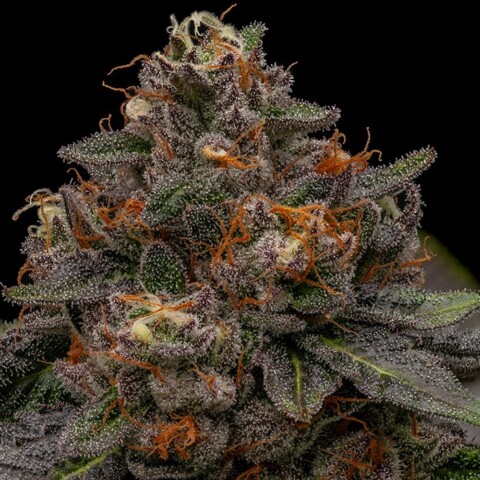 Korenji - Feminiserede skunkfrø | Ripper Seeds