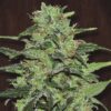 Malawi - Feminiserede skunkfrø | Ace seeds