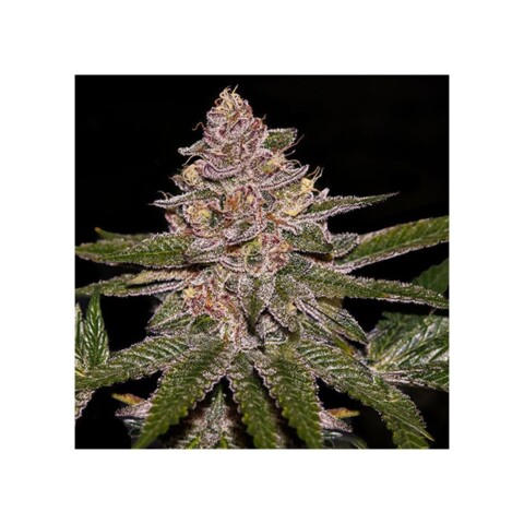 Radical Juice - Autoblomstrende skunkfrø | Ripper Seeds