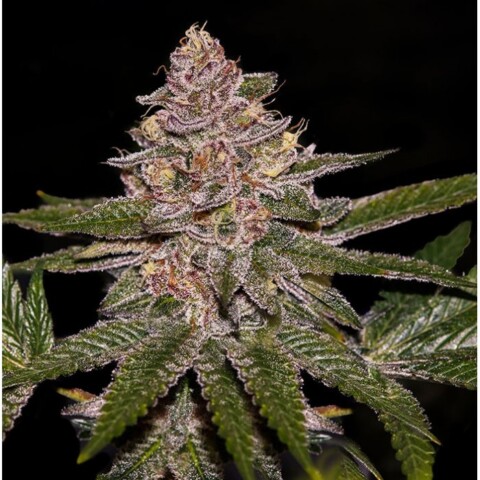 Radical Juice - Feminiserede skunkfrø | Ripper Seeds