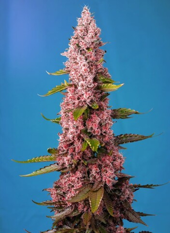Red Hot Cookies - Feminiserede skunkfrø | Sweet Seeds