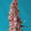 Red Pure CBD - Medicinsk skunkfrø | Sweet Seeds