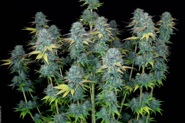Sweet Pure CBD - Medicinske skunkfrø | Sweet Seeds - Image 4