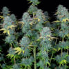 Serious Happiness - Feminiserede skunkfrø | Serious Seeds