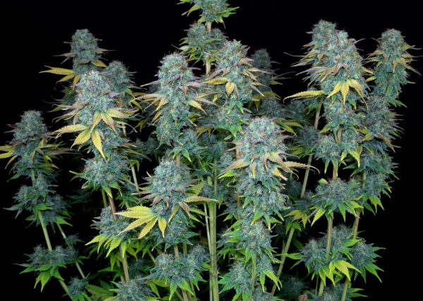 Serious Happiness - Feminiserede skunkfrø | Serious Seeds