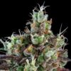 Sour Ripper - Autoblomstrende skunkfrø | Ripper Seeds