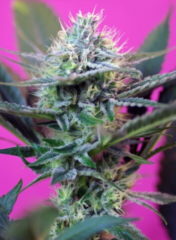 Speed+ - Autoblomstrende skunkfrø | Sweet Seeds