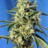 Sweet Amnesia Haze - Feminiserede skunkfrø | Sweet Seeds