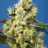 Sweet Gelato - Autoblomstrende skunkfrø | Sweet Seeds