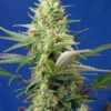 Sweet Pure CBD - Autoblomstrende skunkfrø | Sweet Seeds