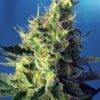 Sweet Pure CBD - Medicinske skunkfrø | Sweet Seeds