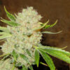 White Russian - Feminiserede skunkfrø | Serious Seeds