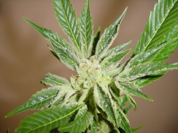White Russian - Autoblomstrende skunkfrø | Serious Seeds