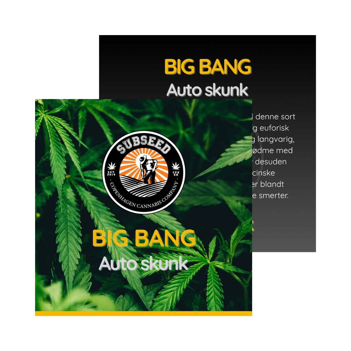 Big Bang - Auto skunk frø  | Subseed's