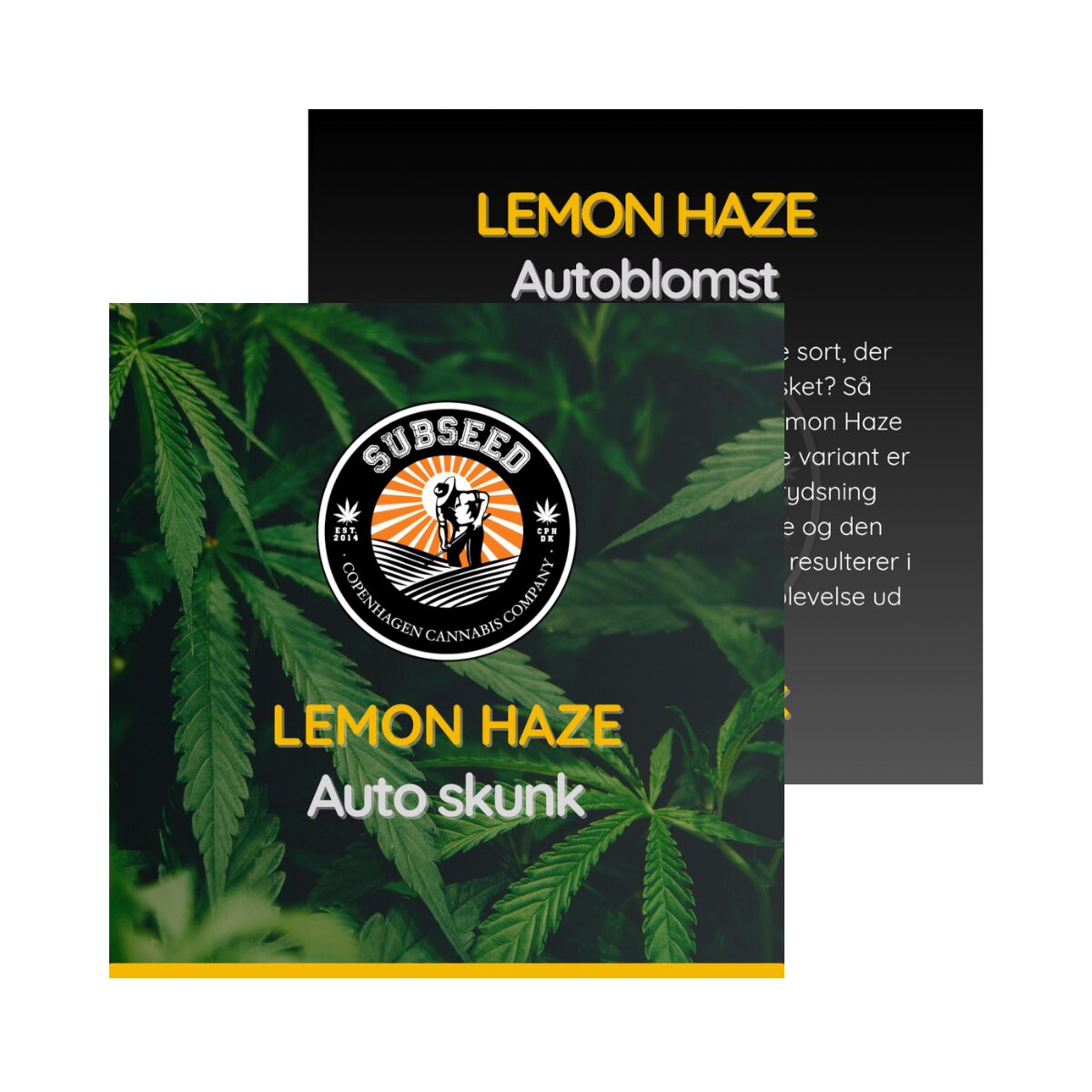 Lemon Haze - Auto skunk frø  | Subseed's