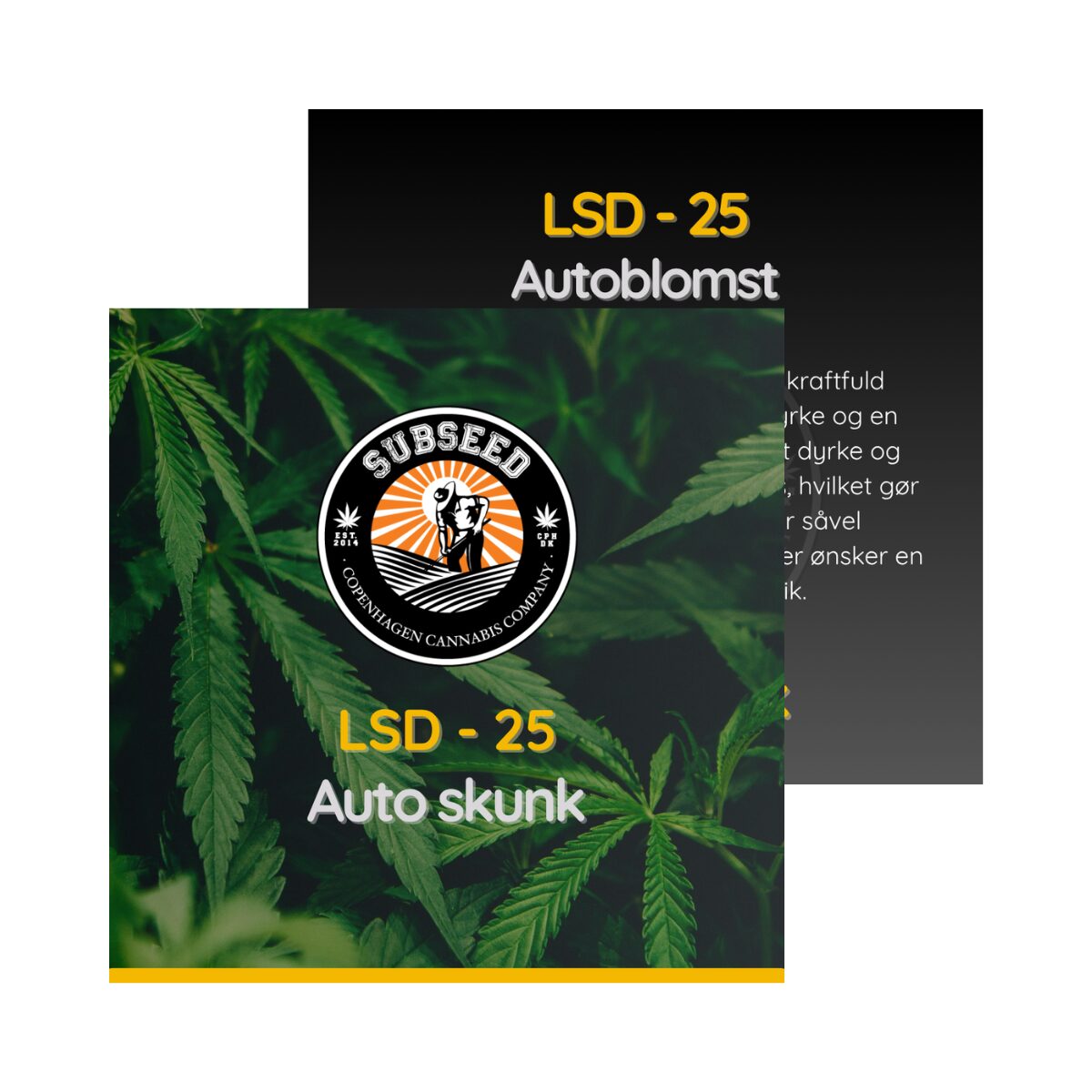 LSD - 25 - Auto skunk frø  | Subseed's