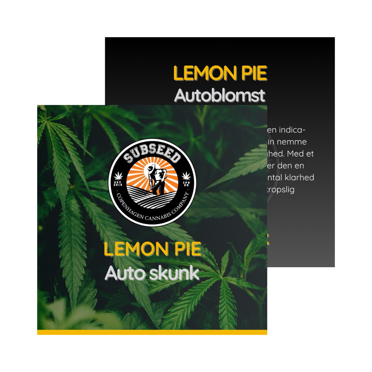 Lemon Pie - Auto skunk frø  | Subseed's