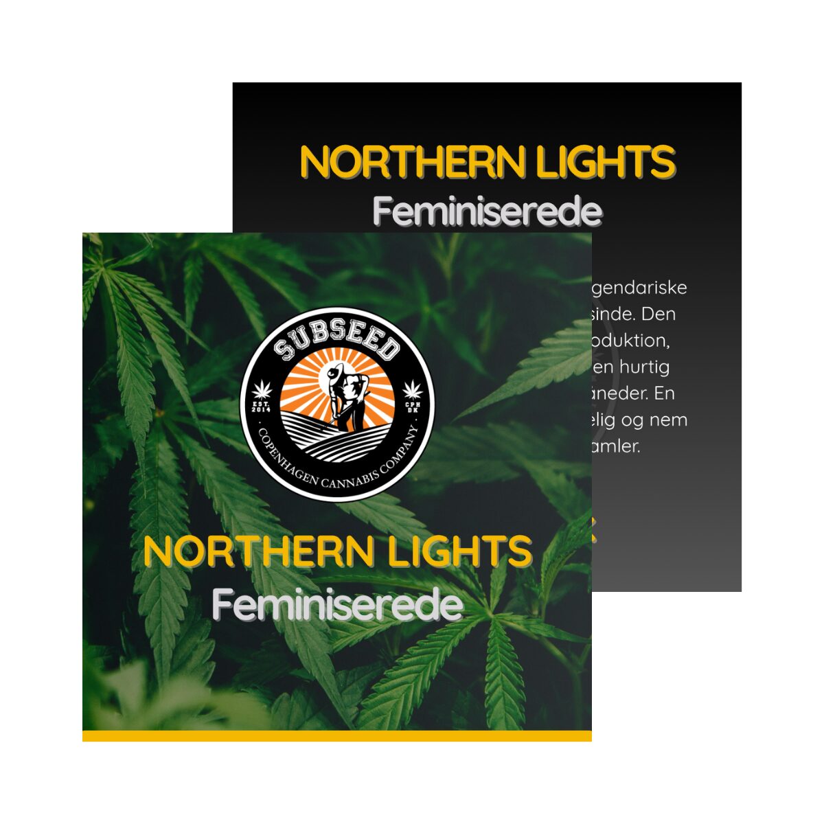 Northern Light - Fem. skunk frø  | Subseed's