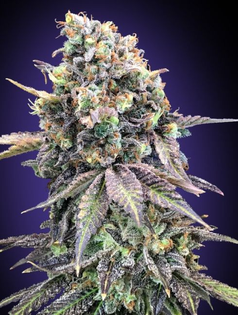 Purple Punch | Feminiserede cannabisfrø - 00 Seeds