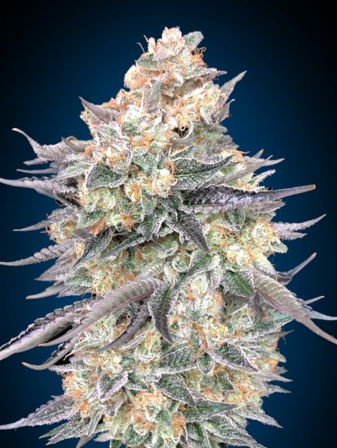Blue Dream | Feminiserede skunkfrø - 00 Seeds