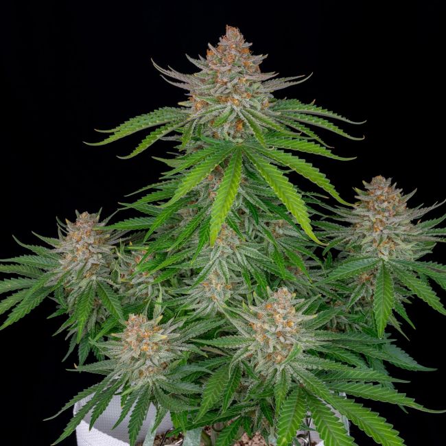Strawberry Pie | Autoblomstrende cannabisfrø - Fastbuds