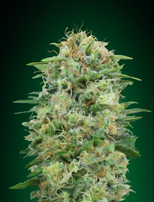 White Widow CBD | Feminiserede skunkfrø - 00 Seeds